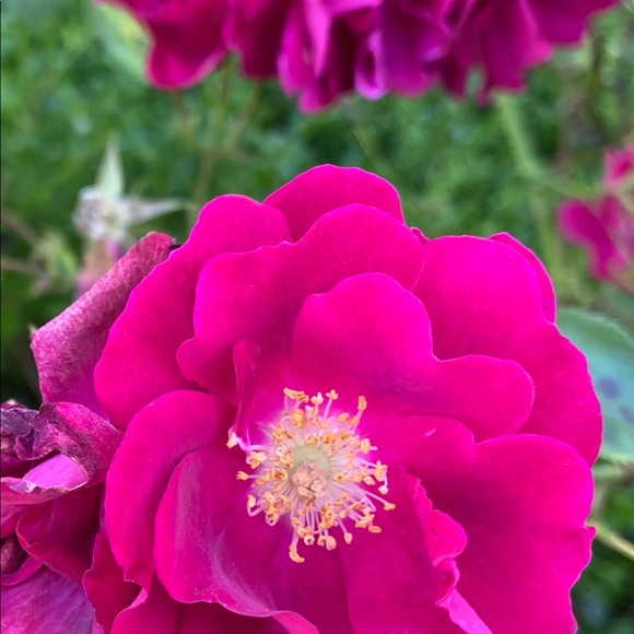 I am Lori Jean Poshmark Ambassador- No drama zone! - Picture 9 of 17